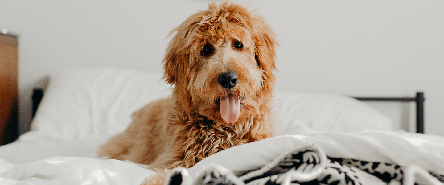 How To Sleep Train Your Dog SCHMACKOS